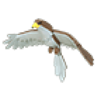 Hawk