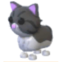 Persian Cat