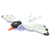Arctic Tern