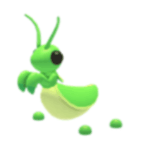 Praying Mantis